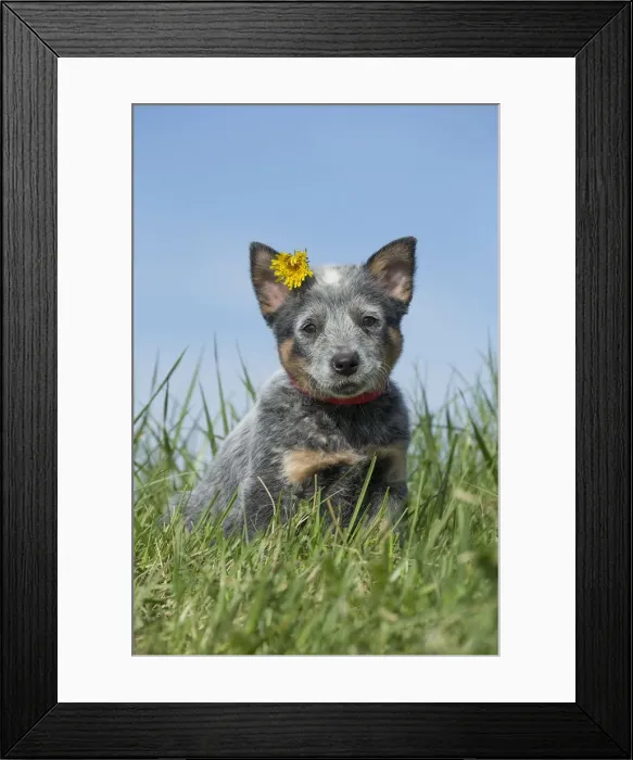 Framed Print : Picture No. 12020314 Framed Print : Picture No. 12020314