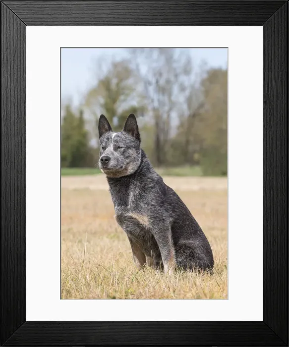Framed Print : Picture No. 12020315 Framed Print : Picture No. 12020315