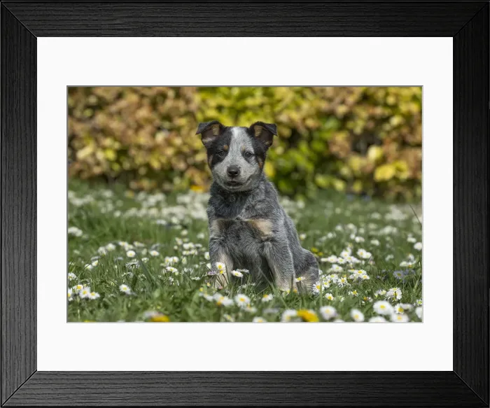 Framed Print : Picture No. 12020316 Framed Print : Picture No. 12020316
