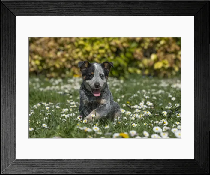 Framed Print : Picture No. 12020317 Framed Print : Picture No. 12020317