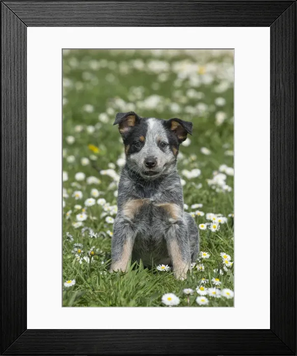 Framed Print : Picture No. 12020318 Framed Print : Picture No. 12020318