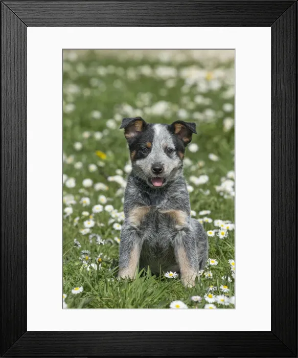 Framed Print : Picture No. 12020319 Framed Print : Picture No. 12020319