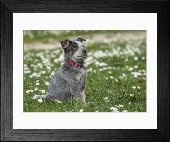 Framed Print : Picture No. 12020320 Framed Print : Picture No. 12020320