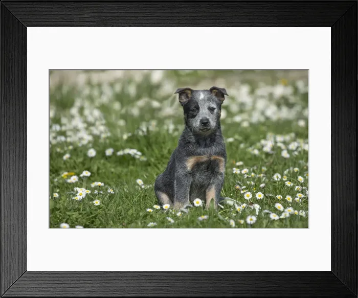 Framed Print : Picture No. 12020321 Framed Print : Picture No. 12020321