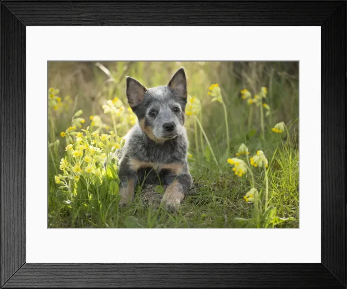 Framed Print : Picture No. 12020322 Framed Print : Picture No. 12020322