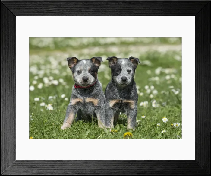 Framed Print : Picture No. 12020325 Framed Print : Picture No. 12020325