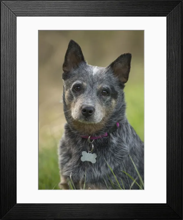 Framed Print : Picture No. 12020326 Framed Print : Picture No. 12020326