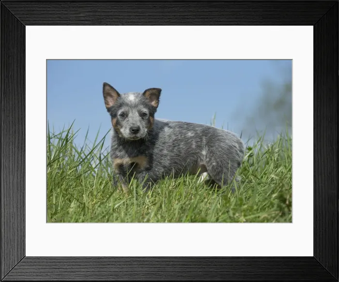 Framed Print : Picture No. 12020328 Framed Print : Picture No. 12020328