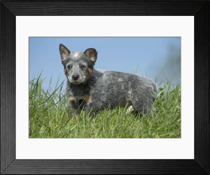Framed Print : Picture No. 12020329 Framed Print : Picture No. 12020329