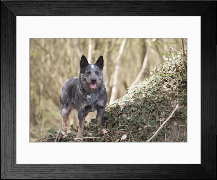 Framed Print : Picture No. 12020330 Framed Print : Picture No. 12020330