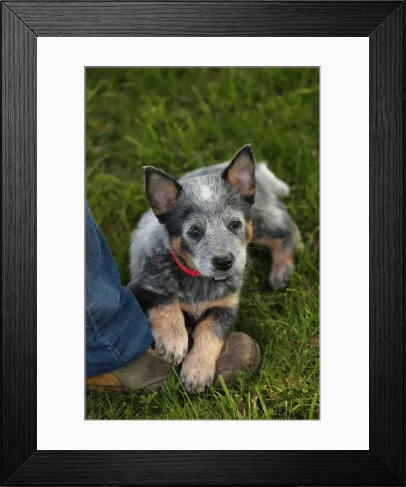 Framed Print : Picture No. 12020332 Framed Print : Picture No. 12020332