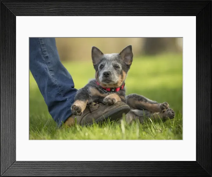Framed Print : Picture No. 12020333 Framed Print : Picture No. 12020333