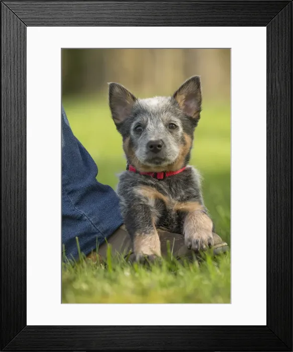Framed Print : Picture No. 12020334 Framed Print : Picture No. 12020334
