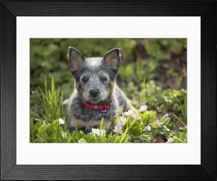 Framed Print : Picture No. 12020335 Framed Print : Picture No. 12020335