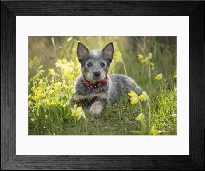 Framed Print : Picture No. 12020336 Framed Print : Picture No. 12020336