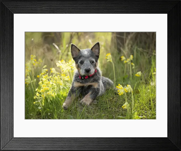 Framed Print : Picture No. 12020337 Framed Print : Picture No. 12020337