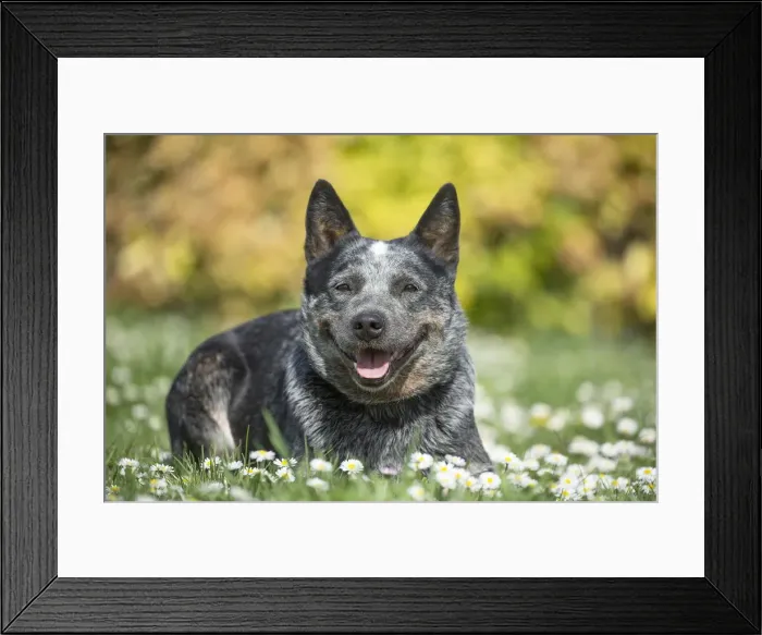 Framed Print : Picture No. 12020338 Framed Print : Picture No. 12020338