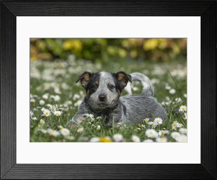 Framed Print : Picture No. 12020340 Framed Print : Picture No. 12020340