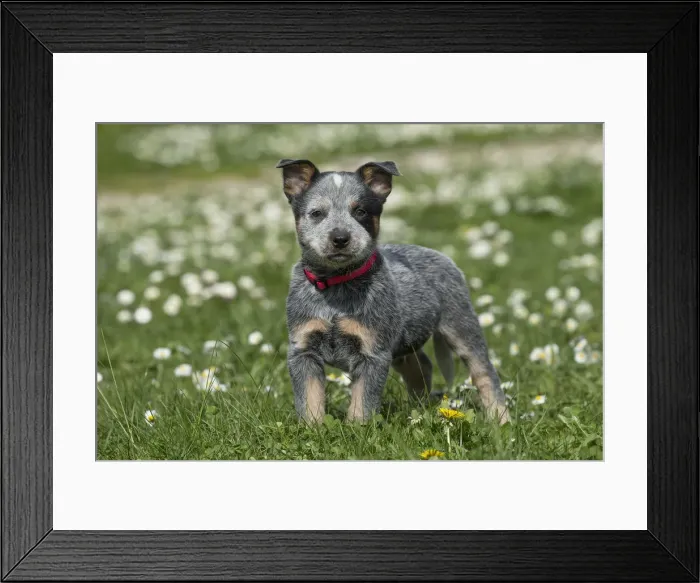 Framed Print : Picture No. 12020341 Framed Print : Picture No. 12020341