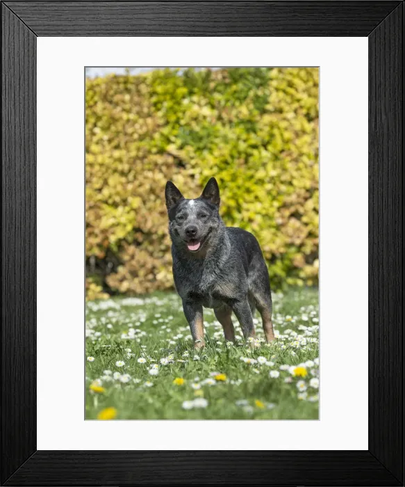 Framed Print : Picture No. 12020343 Framed Print : Picture No. 12020343
