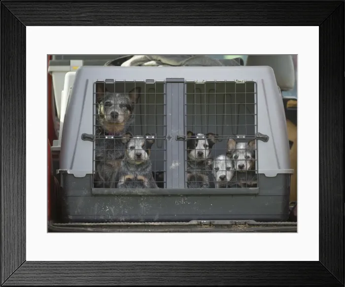 Framed Print : Picture No. 12020345 Framed Print : Picture No. 12020345