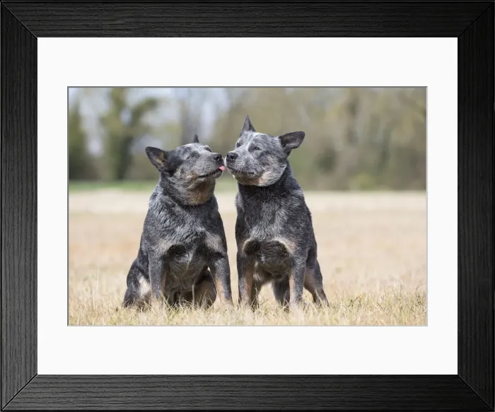 Framed Print : Picture No. 12020346 Framed Print : Picture No. 12020346