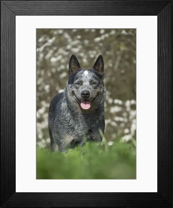 Framed Print : Picture No. 12020347 Framed Print : Picture No. 12020347