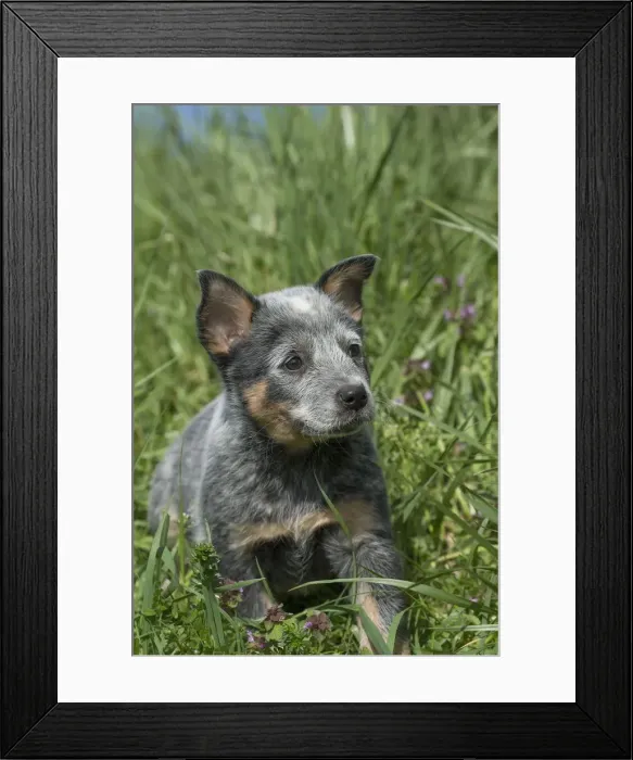 Framed Print : Picture No. 12020348 Framed Print : Picture No. 12020348