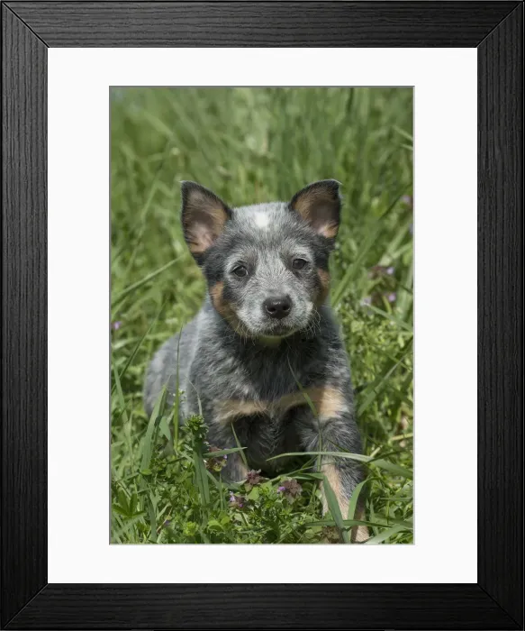 Framed Print : Picture No. 12020349 Framed Print : Picture No. 12020349
