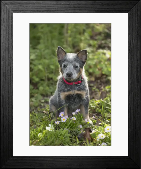 Framed Print : Picture No. 12020350 Framed Print : Picture No. 12020350