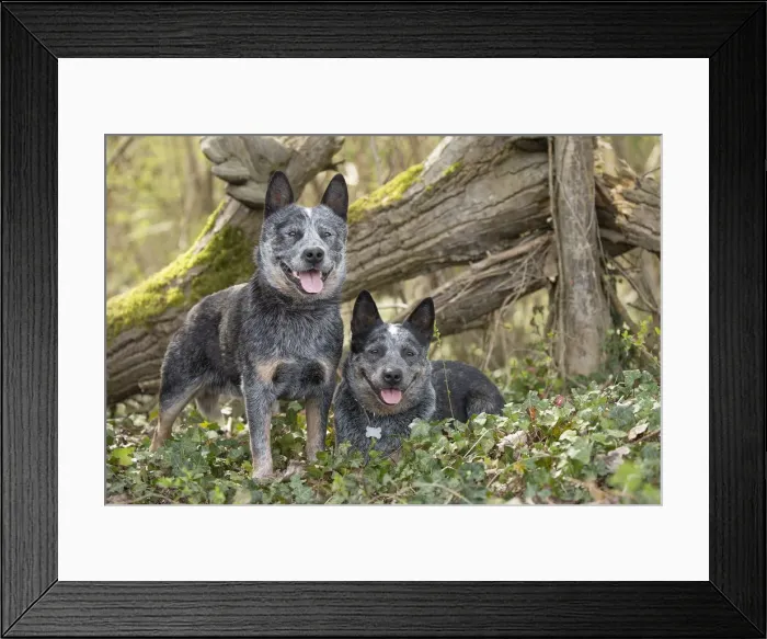 Framed Print : Picture No. 12020351 Framed Print : Picture No. 12020351