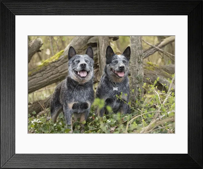 Framed Print : Picture No. 12020352 Framed Print : Picture No. 12020352