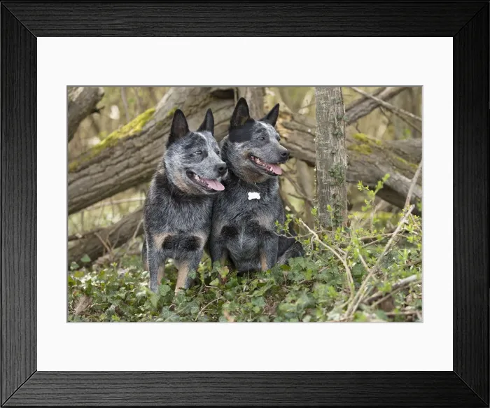 Framed Print : Picture No. 12020353 Framed Print : Picture No. 12020353