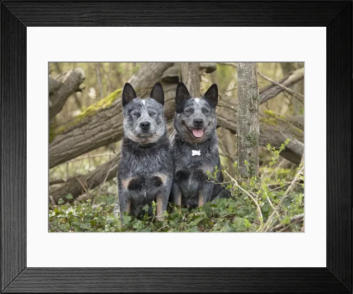 Framed Print : Picture No. 12020354 Framed Print : Picture No. 12020354