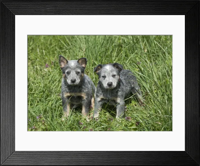 Framed Print : Picture No. 12020355 Framed Print : Picture No. 12020355
