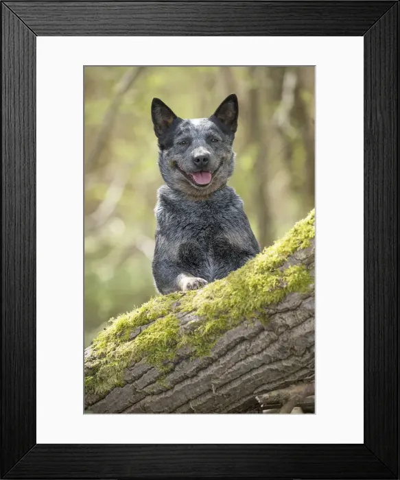 Framed Print : Picture No. 12020356 Framed Print : Picture No. 12020356