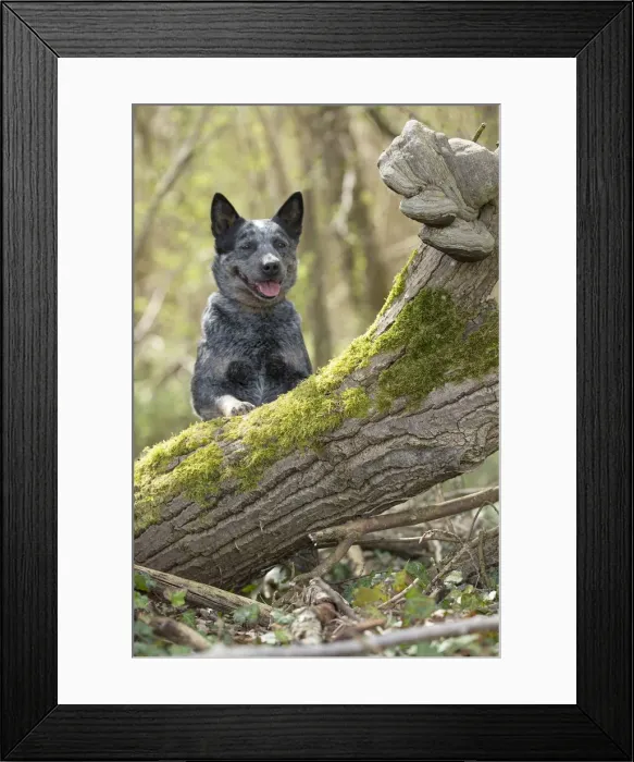 Framed Print : Picture No. 12020357 Framed Print : Picture No. 12020357