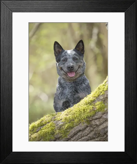 Framed Print : Picture No. 12020358 Framed Print : Picture No. 12020358