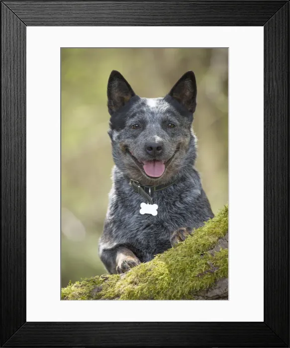 Framed Print : Picture No. 12020359 Framed Print : Picture No. 12020359