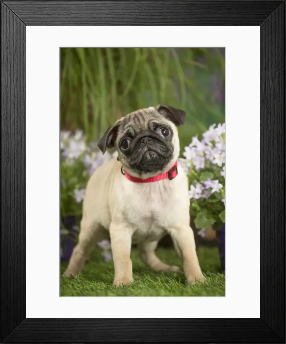Framed Print : Picture No. 12020362 Framed Print : Picture No. 12020362