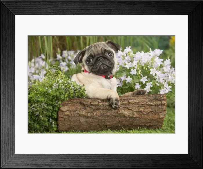 Framed Print : Picture No. 12020363 Framed Print : Picture No. 12020363