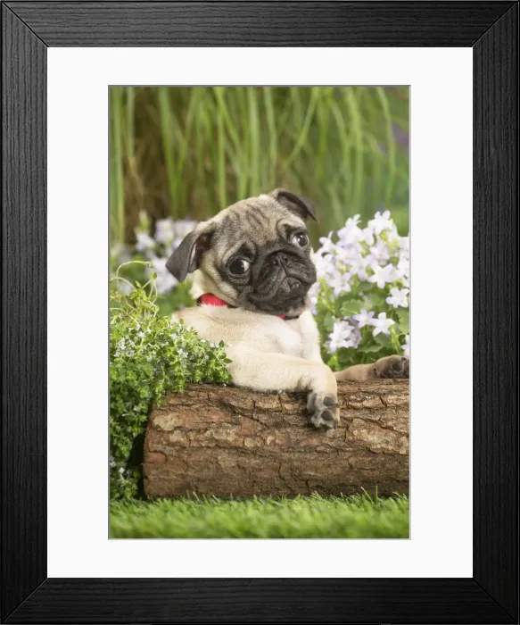 Framed Print : Picture No. 12020364 Framed Print : Picture No. 12020364