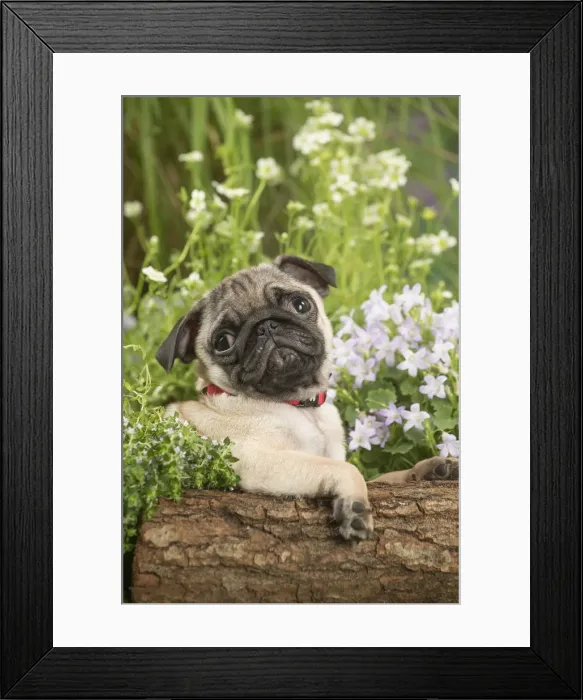 Framed Print : Picture No. 12020365 Framed Print : Picture No. 12020365
