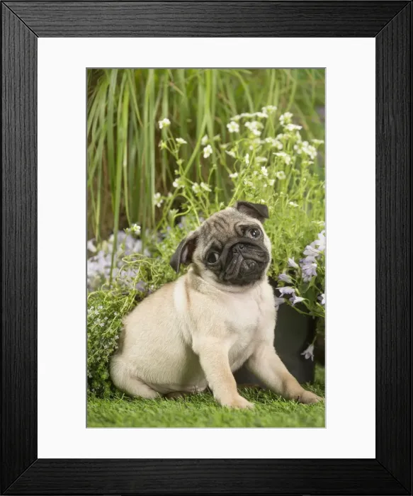 Framed Print : Picture No. 12020366 Framed Print : Picture No. 12020366