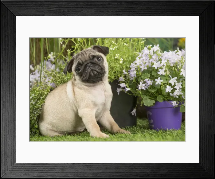 Framed Print : Picture No. 12020367 Framed Print : Picture No. 12020367