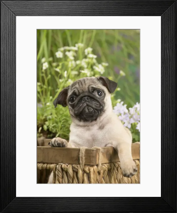 Framed Print : Picture No. 12020368 Framed Print : Picture No. 12020368