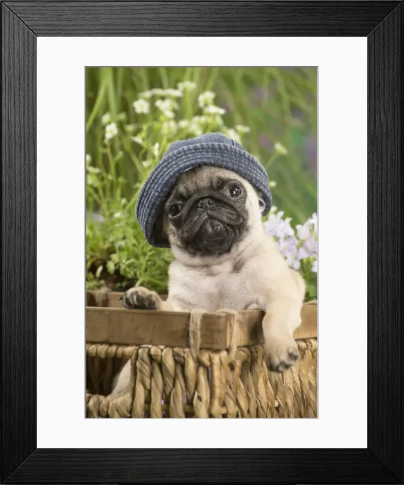 Framed Print : Picture No. 12020369 Framed Print : Picture No. 12020369