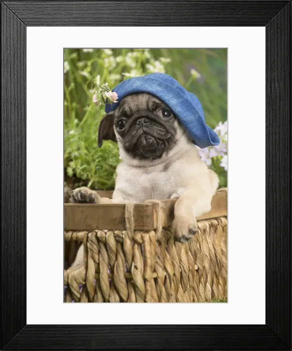 Framed Print : Picture No. 12020370 Framed Print : Picture No. 12020370