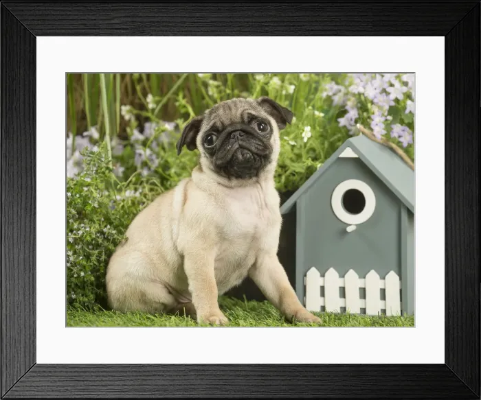 Framed Print : Picture No. 12020371 Framed Print : Picture No. 12020371