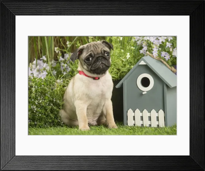 Framed Print : Picture No. 12020372 Framed Print : Picture No. 12020372